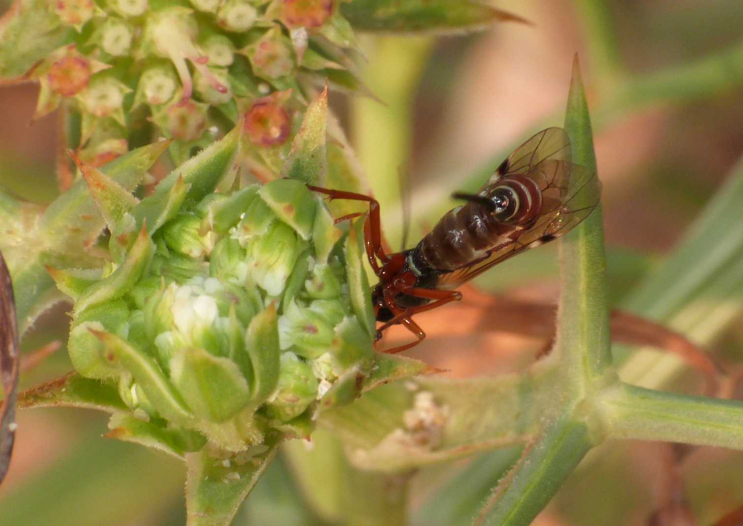 Ichneumonidae Pimplinae